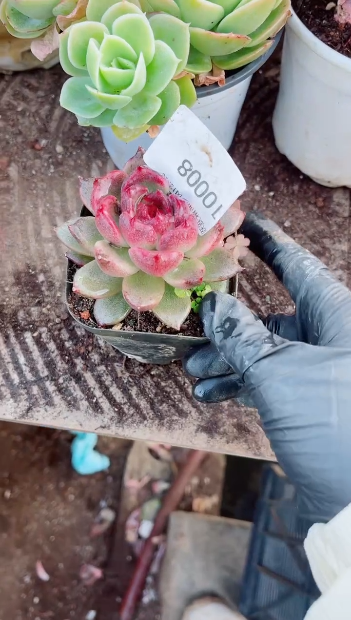 两*跃跃精品多肉10008