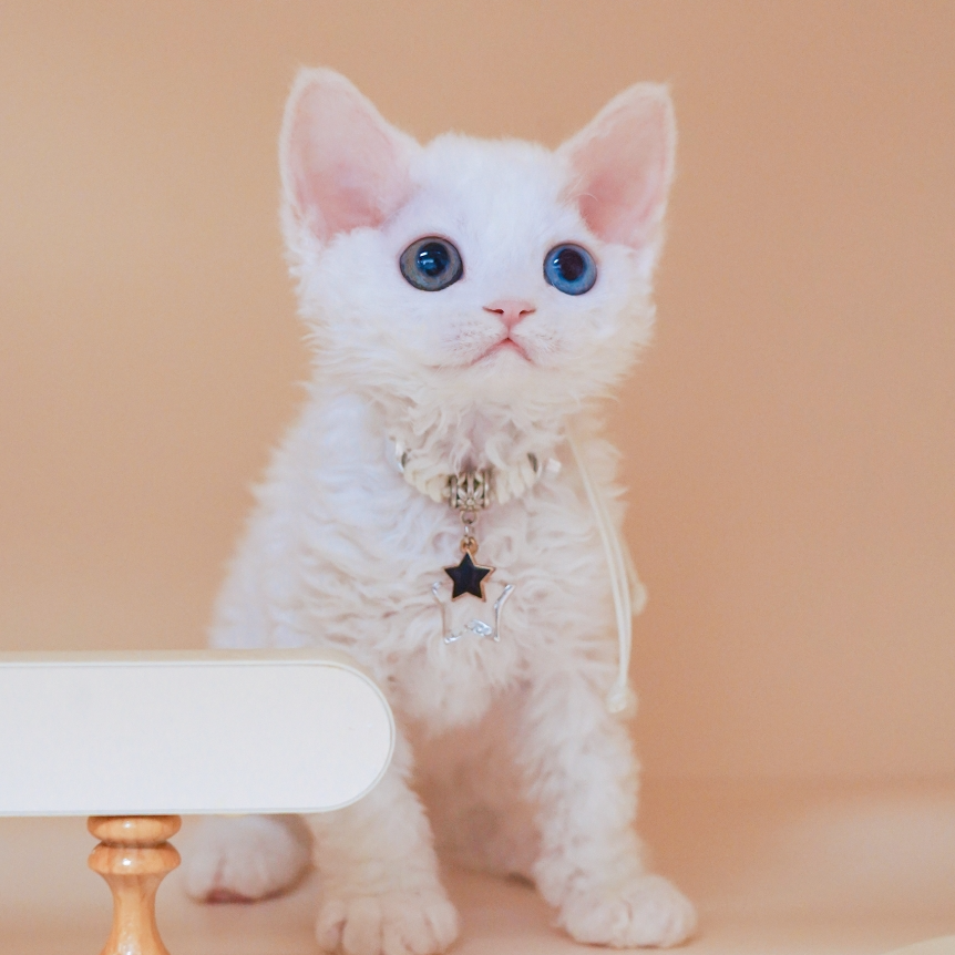 纯白弟弟 德文卷毛猫