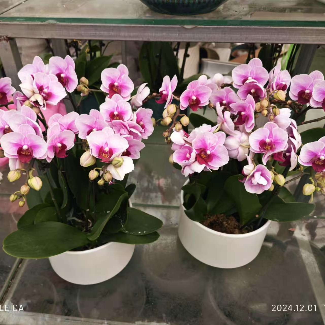 陶瓷盆小花蝴蝶兰6支