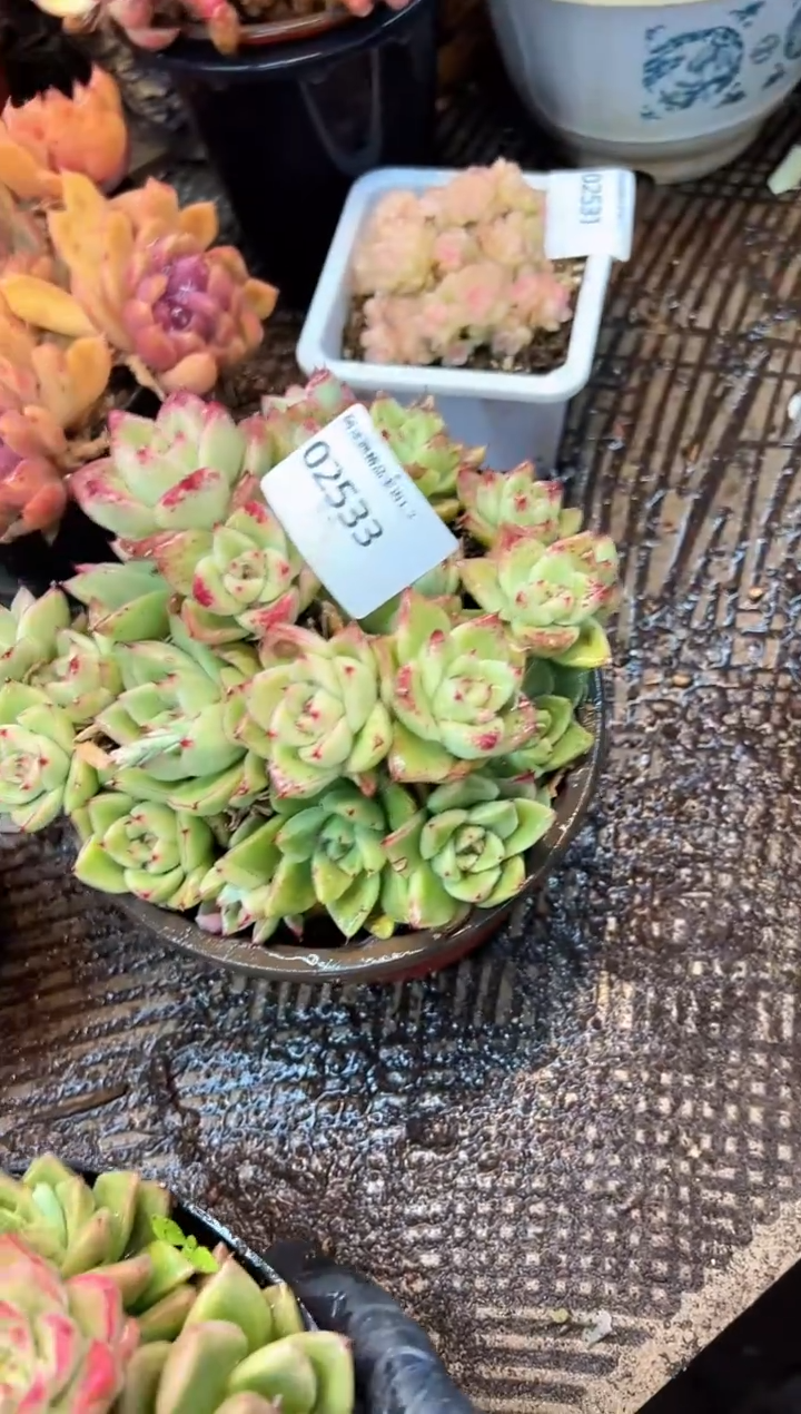 嫚*多肉植物一物一拍02533