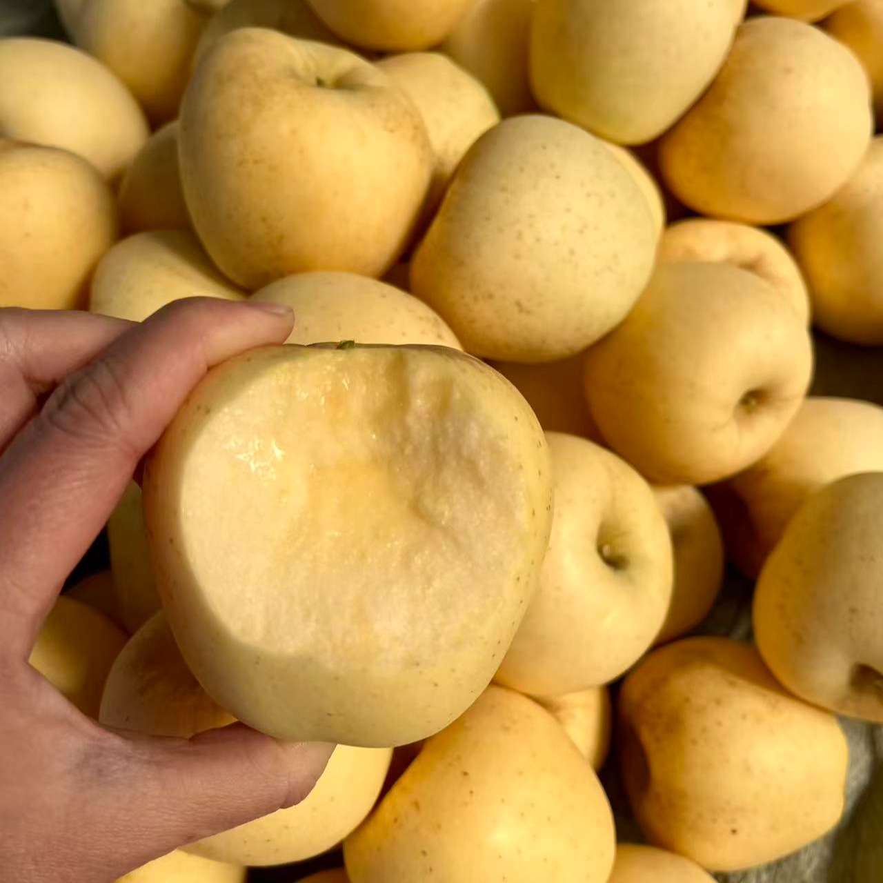【脆甜多汁】山东黄金维纳斯苹果 脆甜爽口 产地直采 5斤