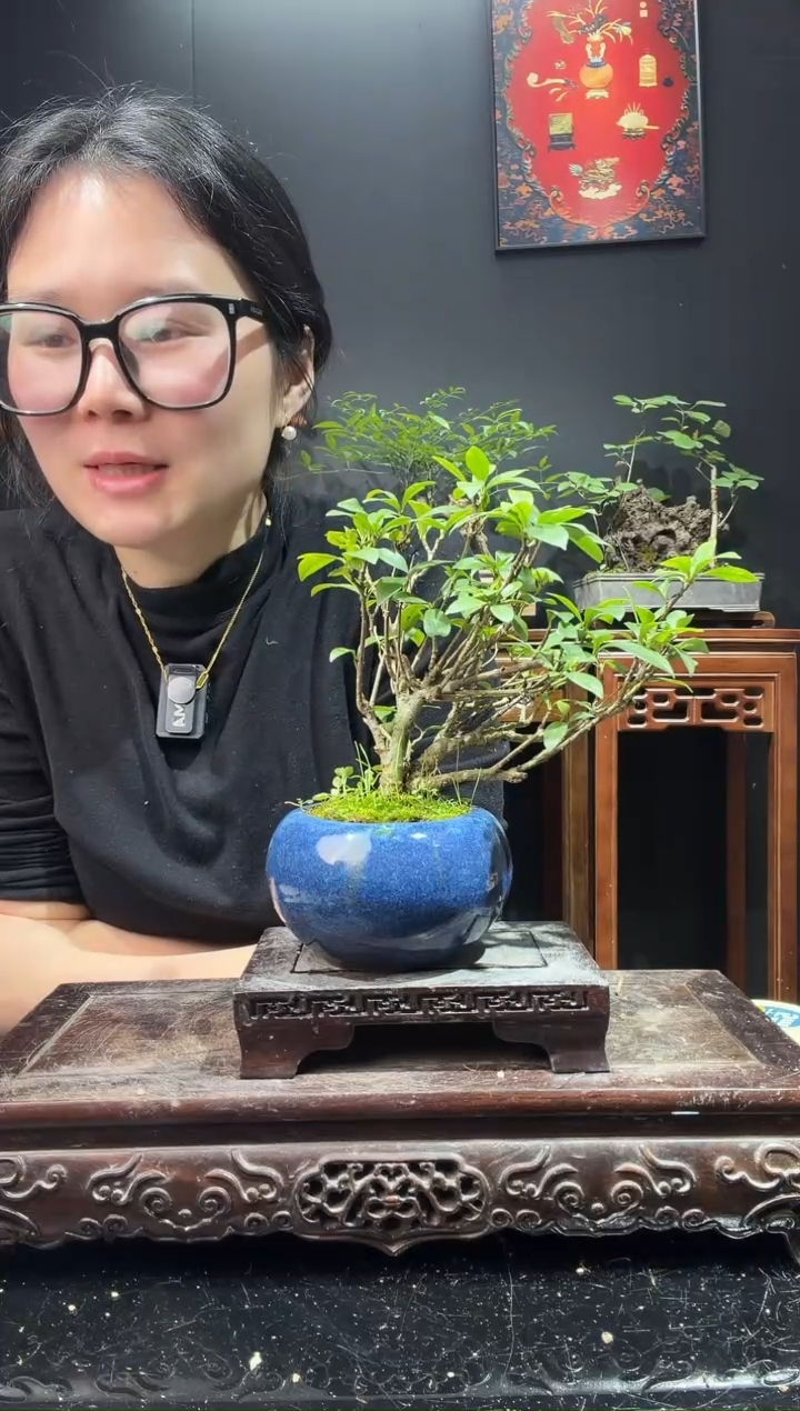 完全开放水栀子000