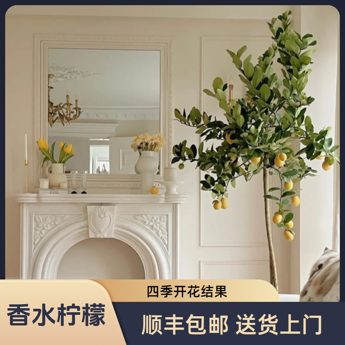 店铺爆款四季香水柠檬 真正养的活的柠檬树