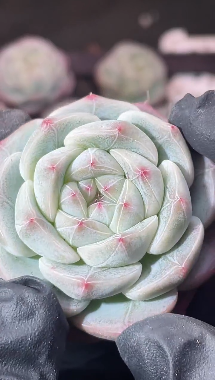 5-19云之羽4-5厘米量拍发一颗