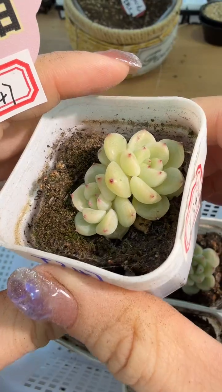 T347五方一盆 单双混 量拍混发