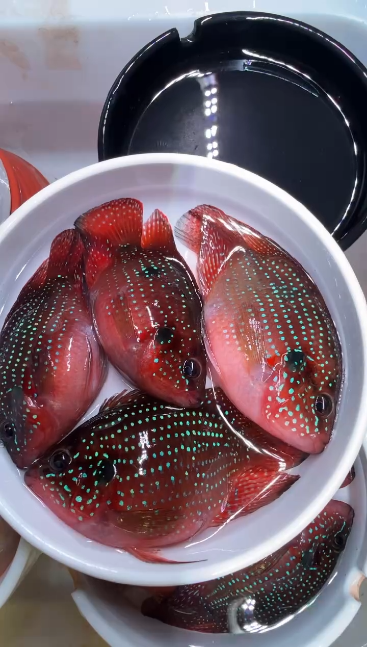 红宝石鱼2对红宝石