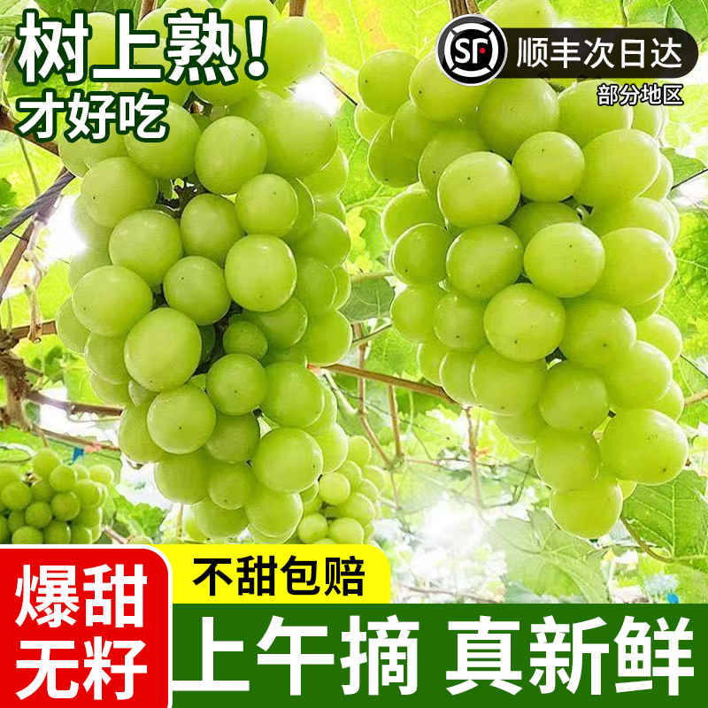 【基地头茬直采】高原阳光玫瑰无籽葡萄晴王新鲜水果顺丰包邮次日达葡萄同城送云南省