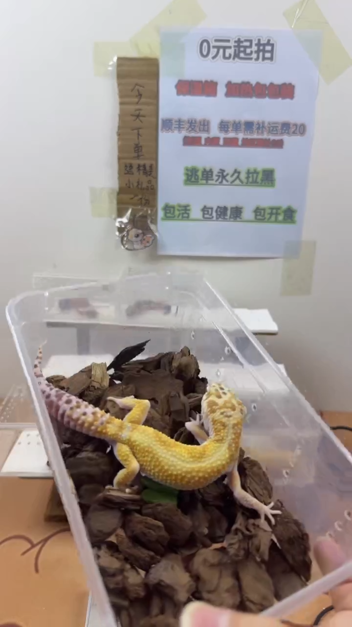 豹纹守宫豹纹守宫幼苗亚成体成体肥尾