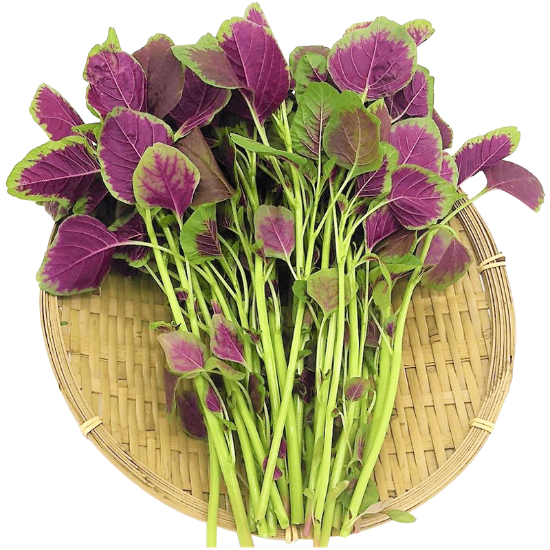 [店长推荐]花叶苋菜种子大圆叶红苋菜籽四季阳台盆栽蔬菜菜籽种孑