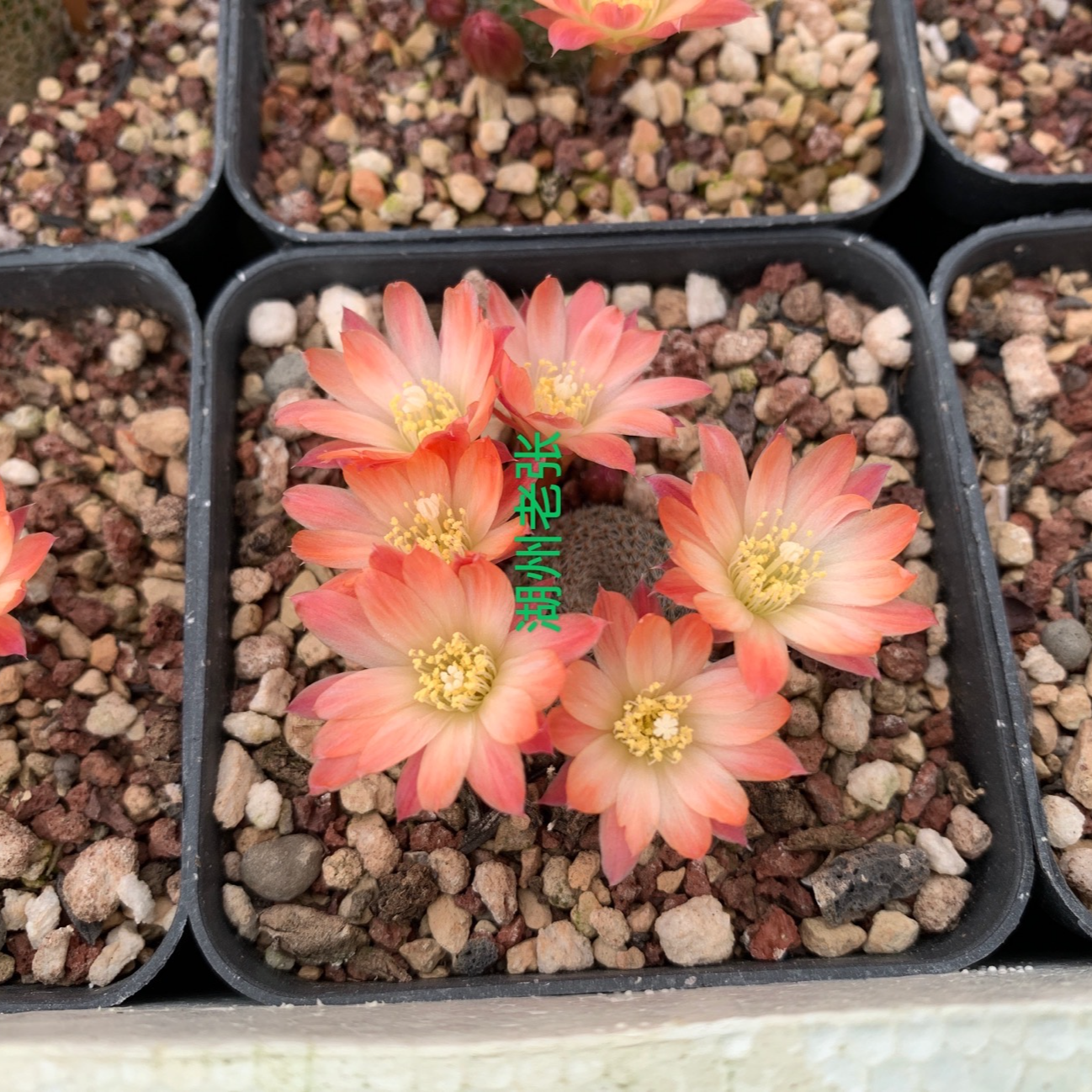 直播间仙人球成交价