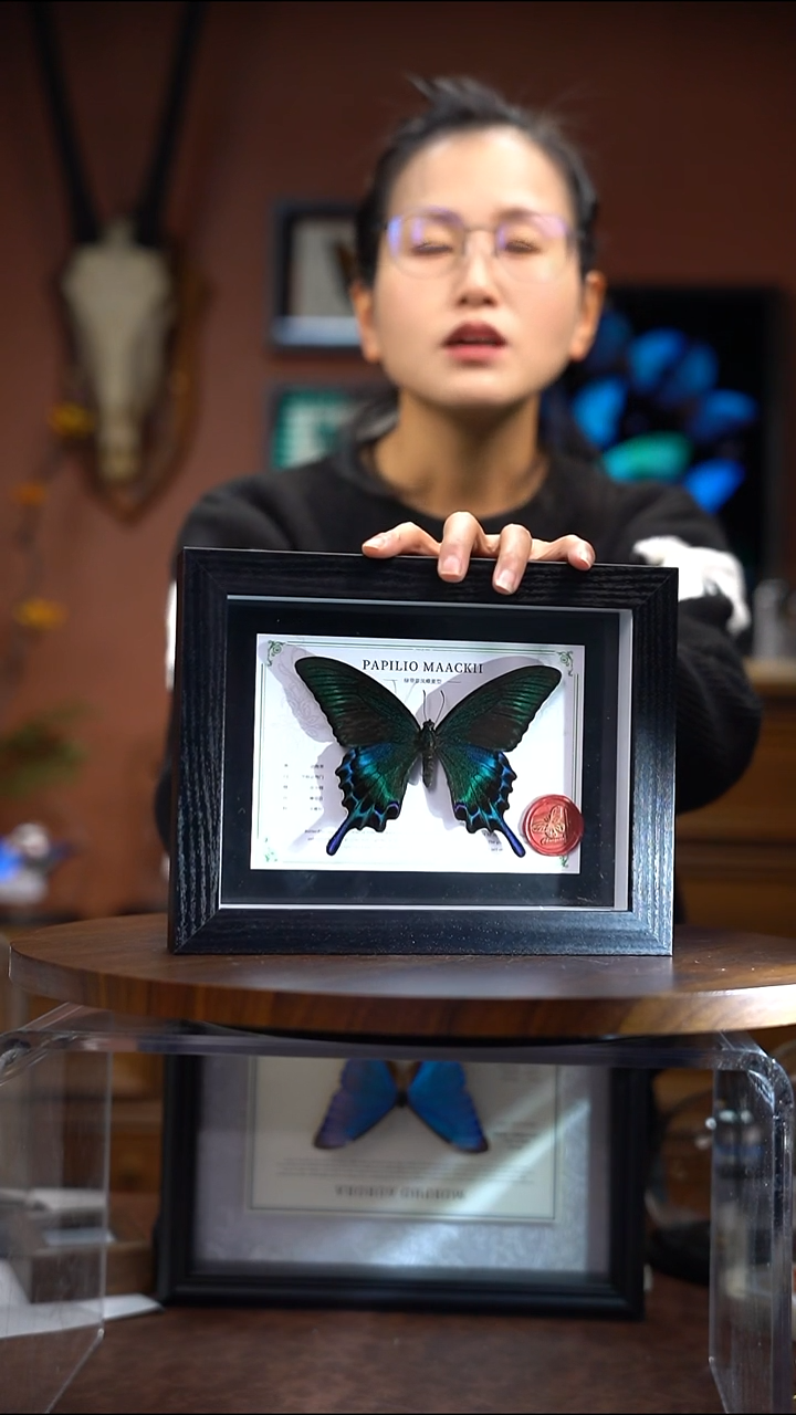 绿带翠凤蝶  夏  常规