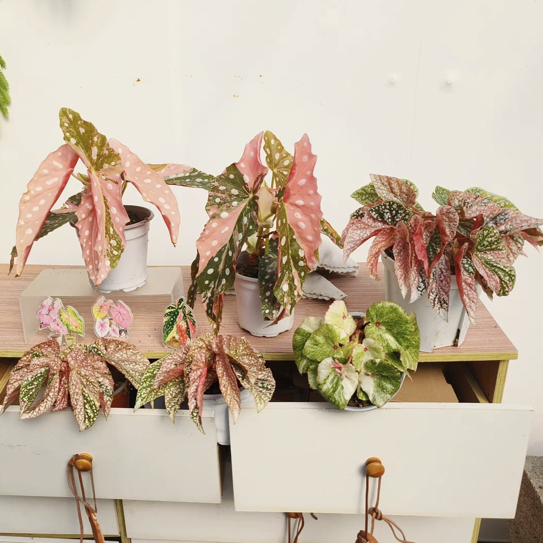 锦化秋海棠合集室内绿植热带植物ins风王先森