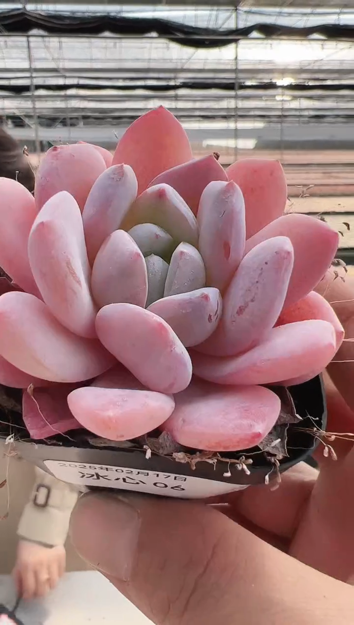 【闪购商品】冰心-6