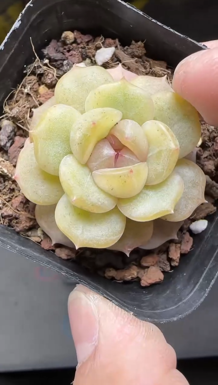 【闪购商品】一物一拍0217—120