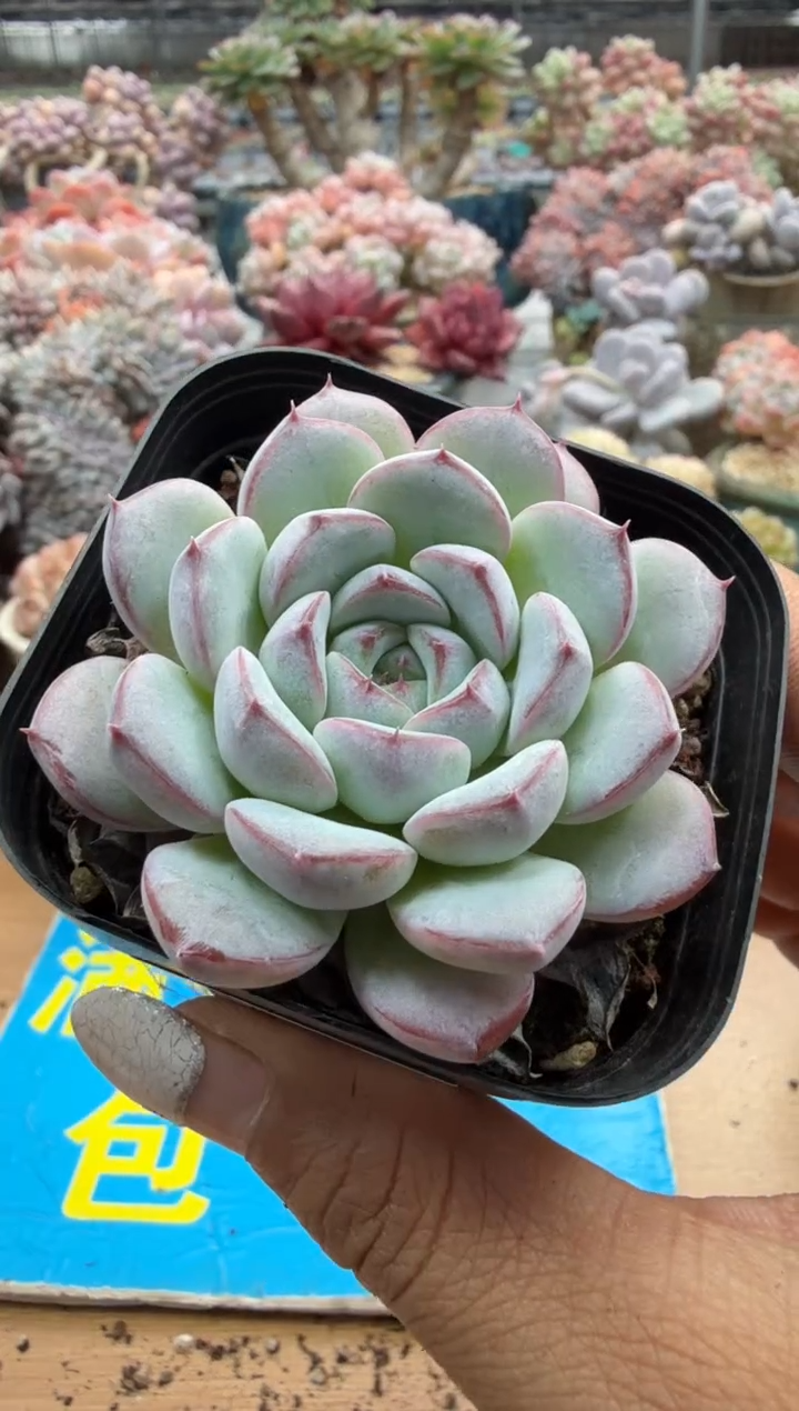 东云多肉园二店-344