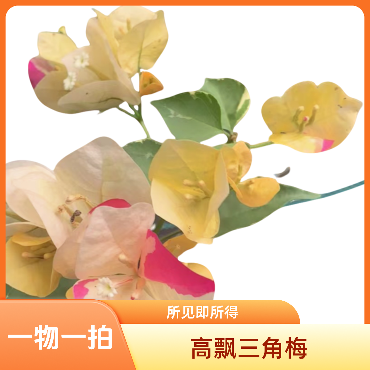 三角梅直播一物一拍链接（38-298）