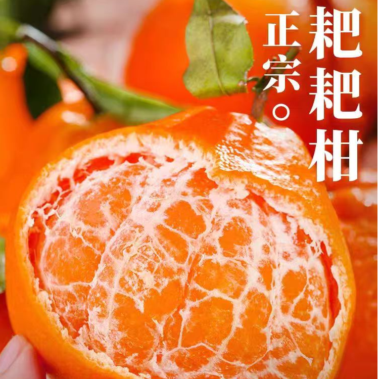 四川春见耙耙柑当季新鲜水果现摘现发大果多汁甜嫩无籽柑橘