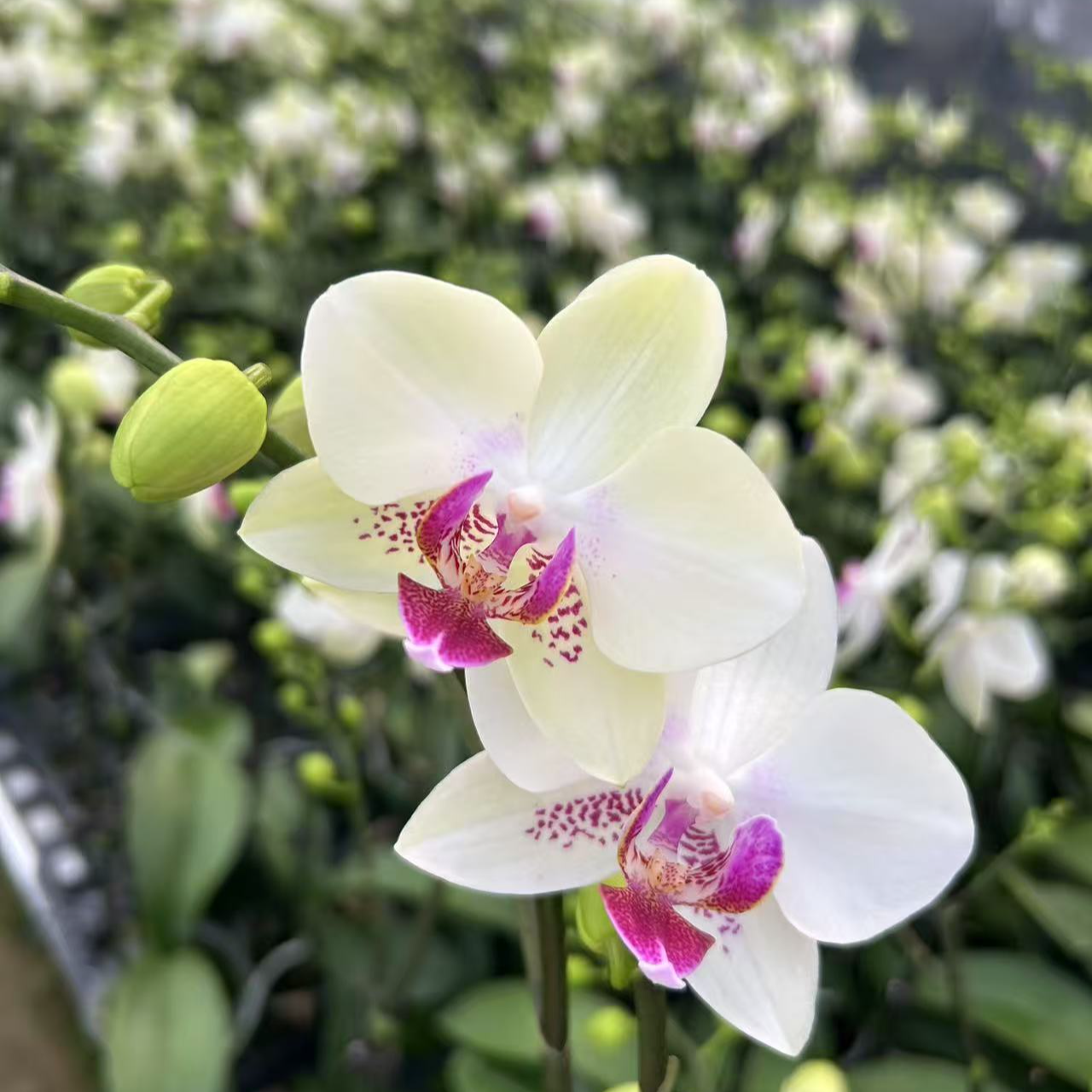 【绿熊3.0寸】蝴蝶兰鲜花盆栽