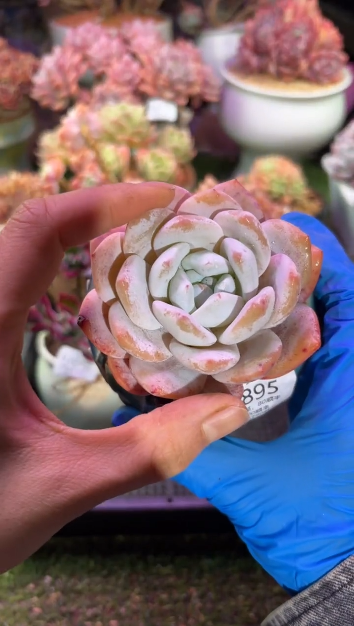 【闪购商品】06895脱土带盆