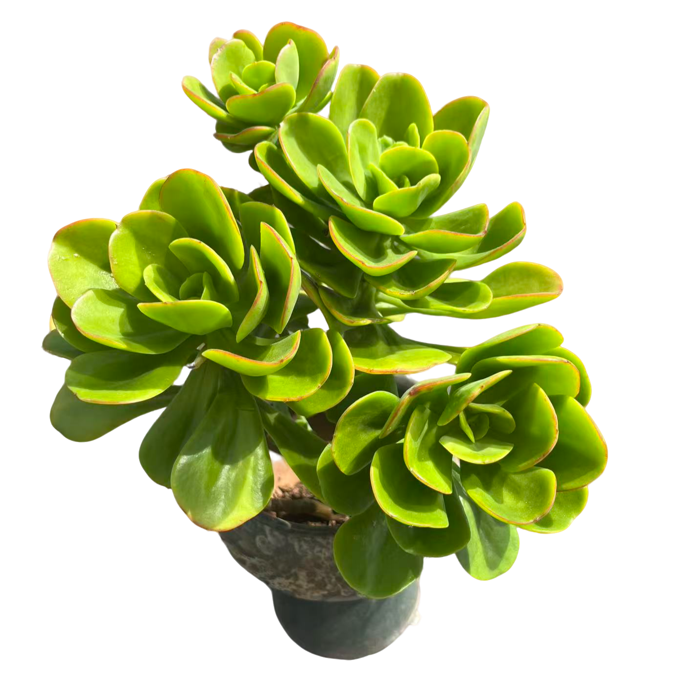 红梅脱土（满15包邮）多肉植物室内绿植净化空气