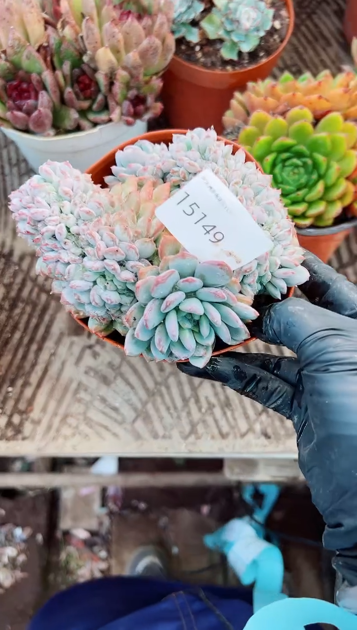 淘****）多肉植物一一物一拍15149
