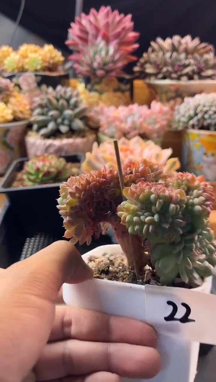9.24-22白胖子缀化11111111111