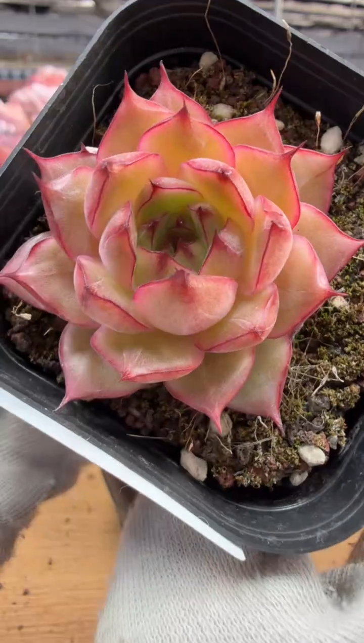 东云多肉园三店-92