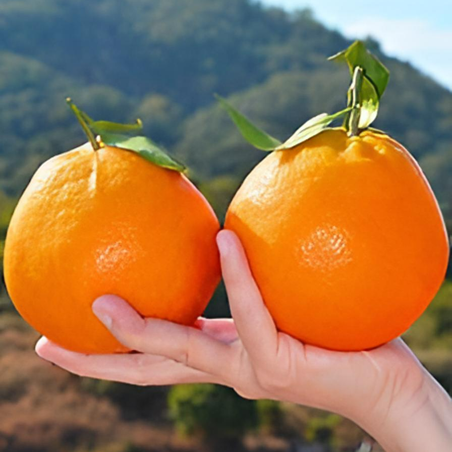 【爽口爆甜】正宗四川春见耙耙柑 鲜果 耙耙柑丑柑ds