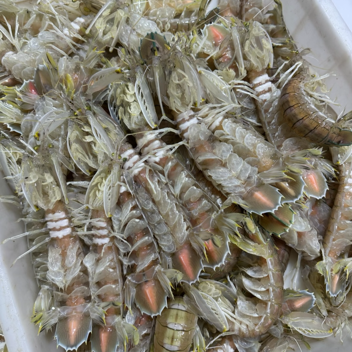 北海直发特大母虾膏虾 现蒸皮皮虾濑尿虾虾爬子北海特产         