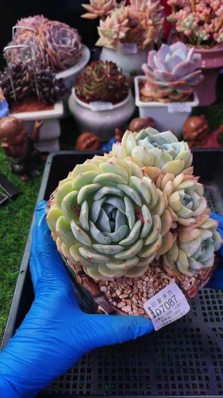 昆明印象多肉07087