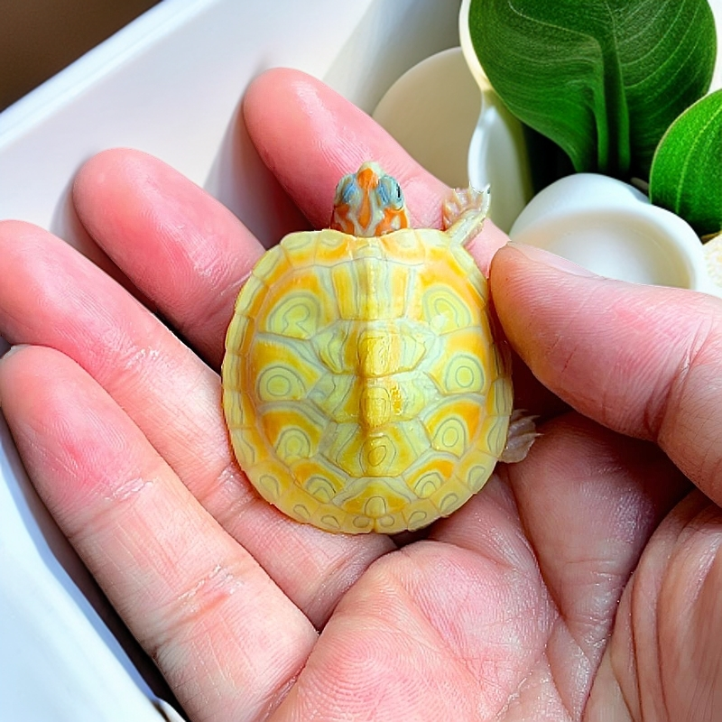 龟宠直播间一号链接(未通过主播下单，默认恶意下单，直接发空包)