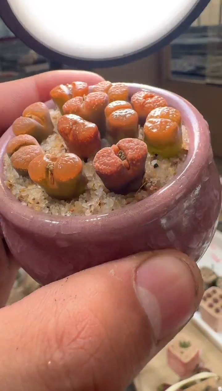 51多肉植物肉锥蛋糕五颗