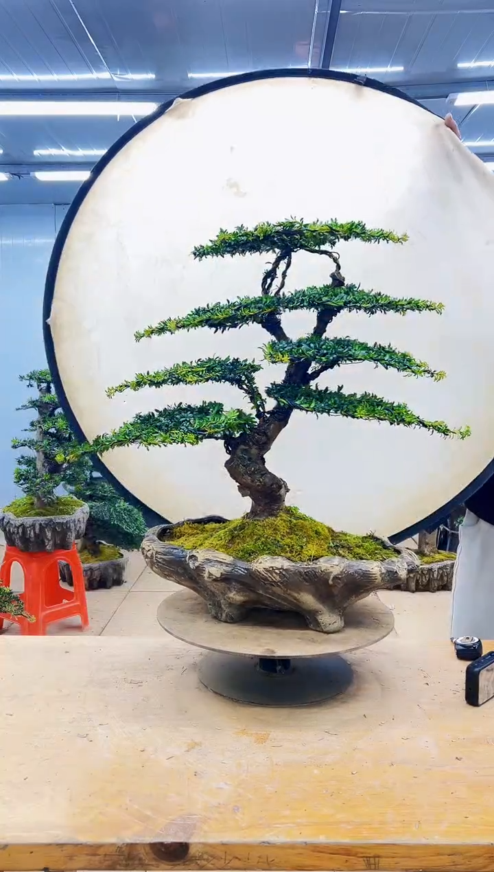 无花朵0000000000000000000000