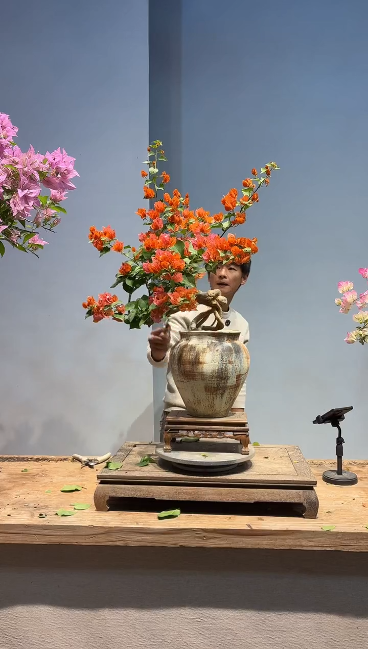 以实际为准三角梅31