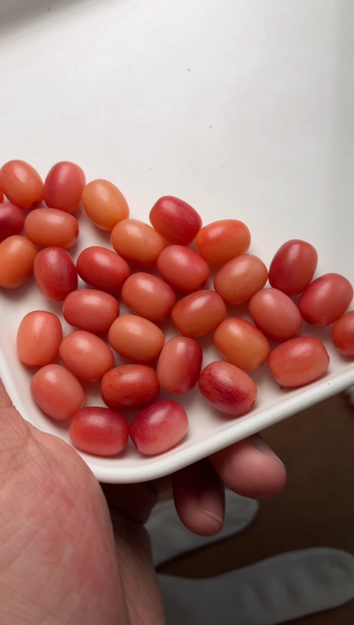 牛骨其他P850-枣珠3个-有棕裂