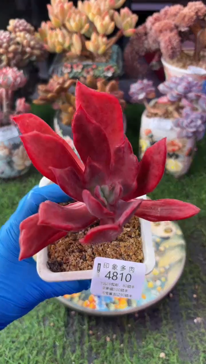 昆明印象多肉4810