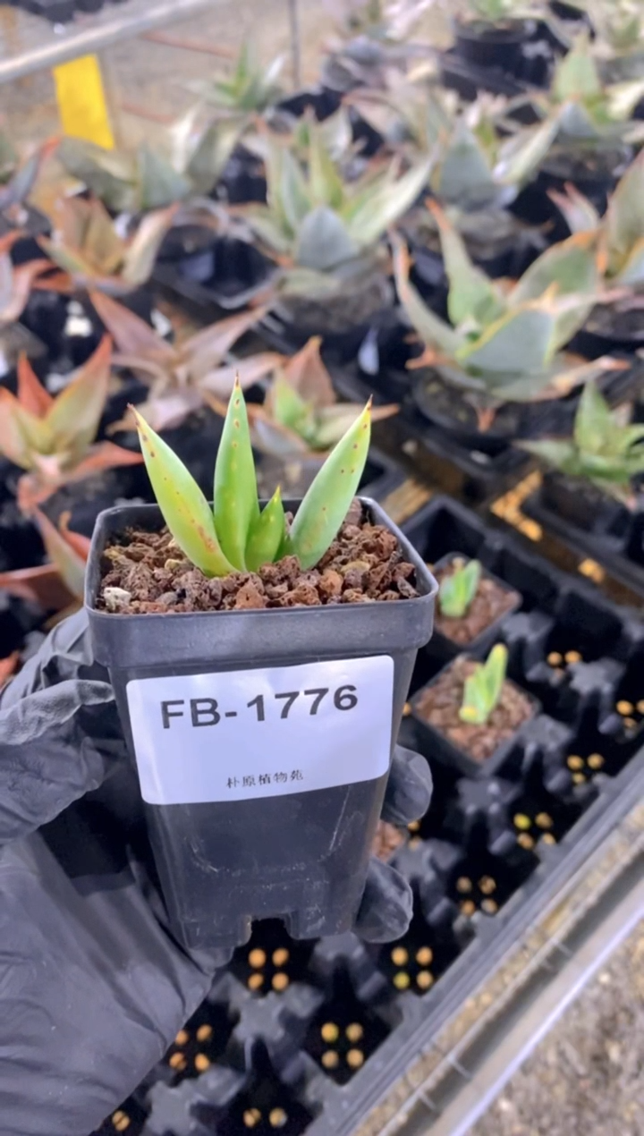 【闪购商品】雪女芦荟 FB-1776