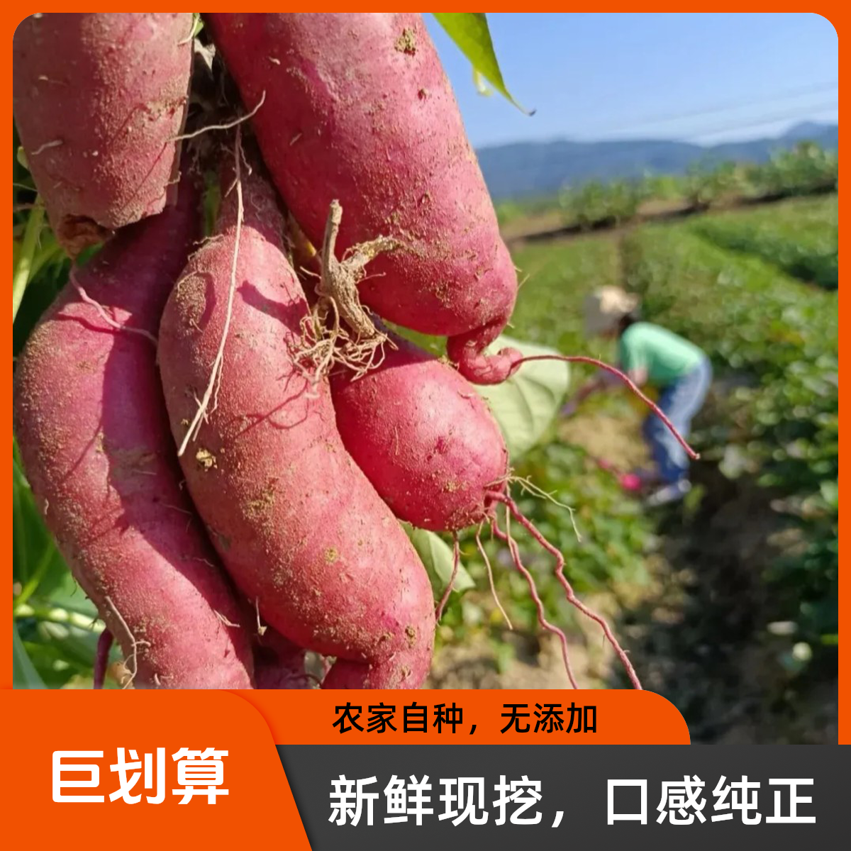 新鲜现挖沙地蜜薯软糯香甜黄心红薯板栗番薯