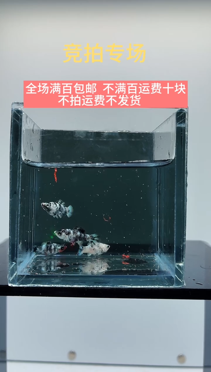 孔雀鱼斑马玛丽苗子四条-76