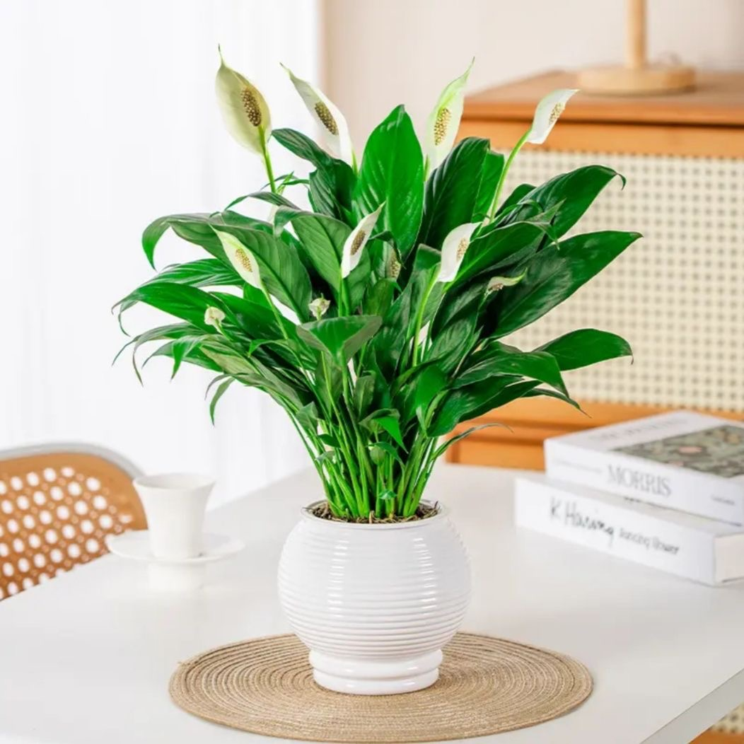 白掌盆栽水培一帆风顺室内开花绿植花卉绿色美观盆栽