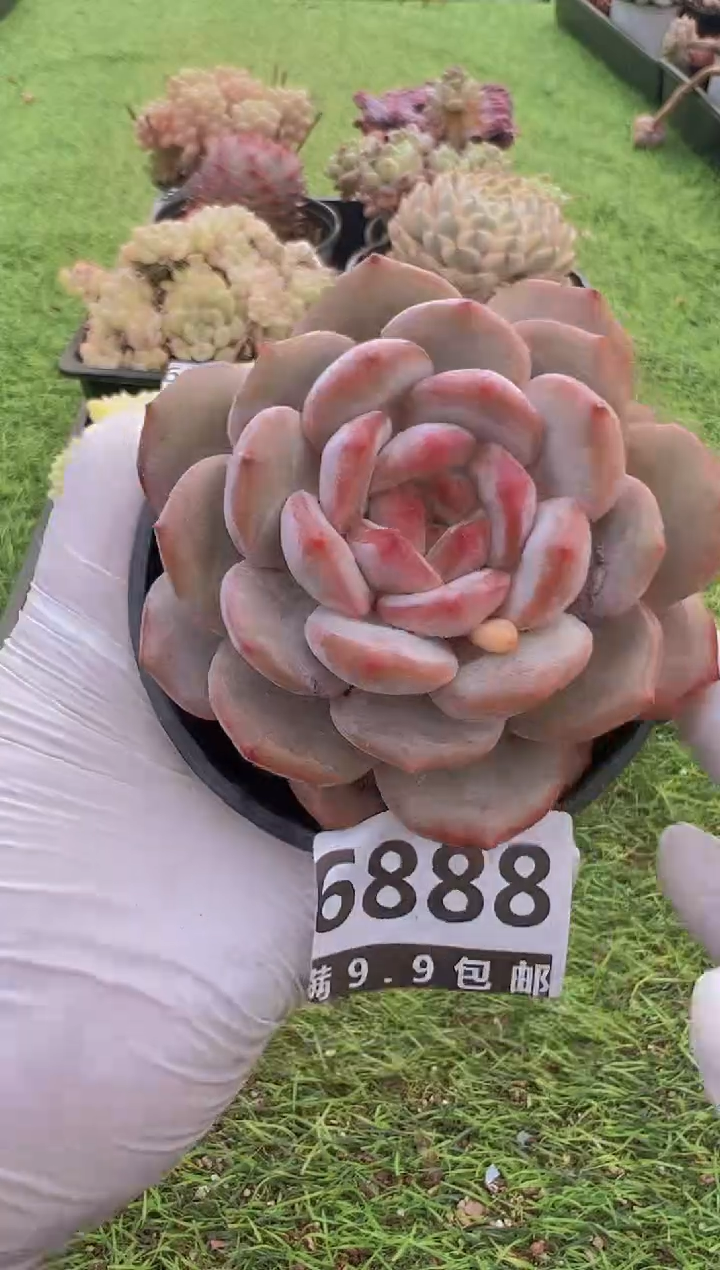 【闪购商品】信福多肉一物一拍