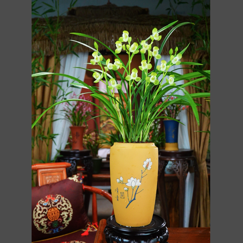 建兰 带花苞【金风玉露】 配黄段泥紫砂盆种好 名贵兰花室内好养活