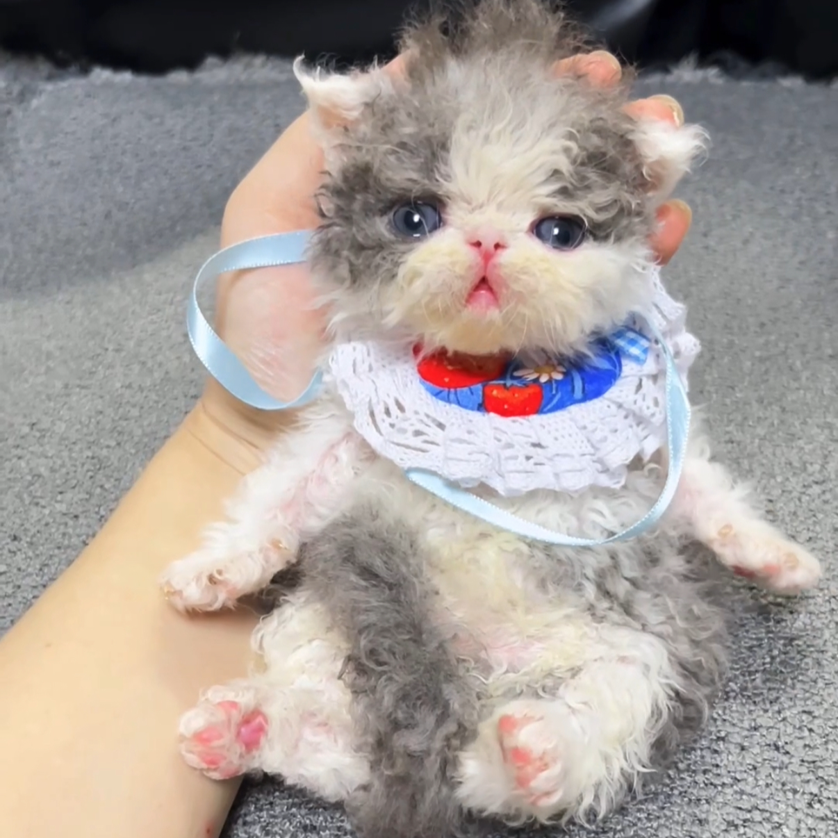 解忧喵米努特塞凯卷毛猫精品矮脚拿破仑高端宠物活体猫咪