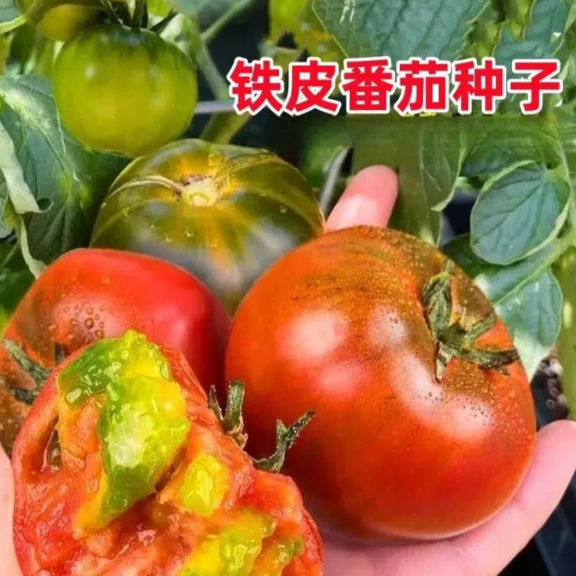 【 L 】草莓柿子籽种子家庭园艺四季种植盆栽地栽商品图