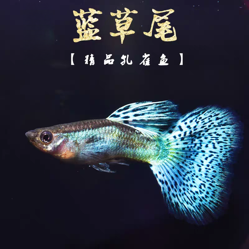 【兰草】稀有精品纯种孔雀鱼好养易繁殖成年小型热带鱼淡水
