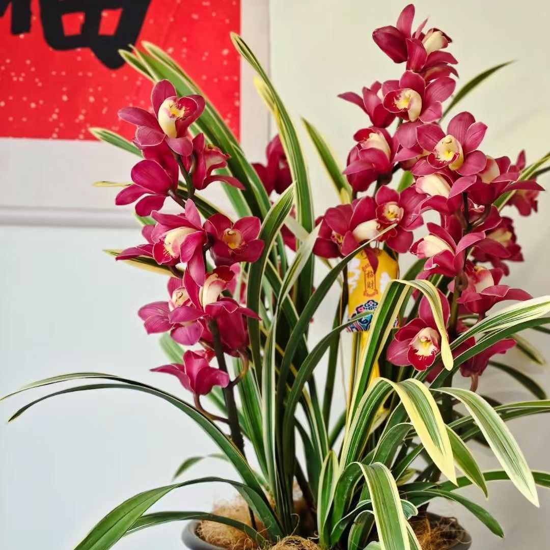 春平专属【金边国兰】苗发货 大花惠兰 花期长   （0度以下拍保温）