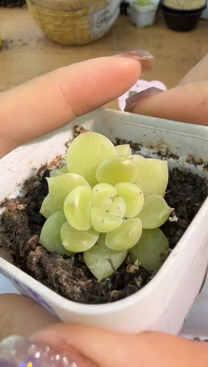 绿荫 五方一盆 单双混 量拍混发