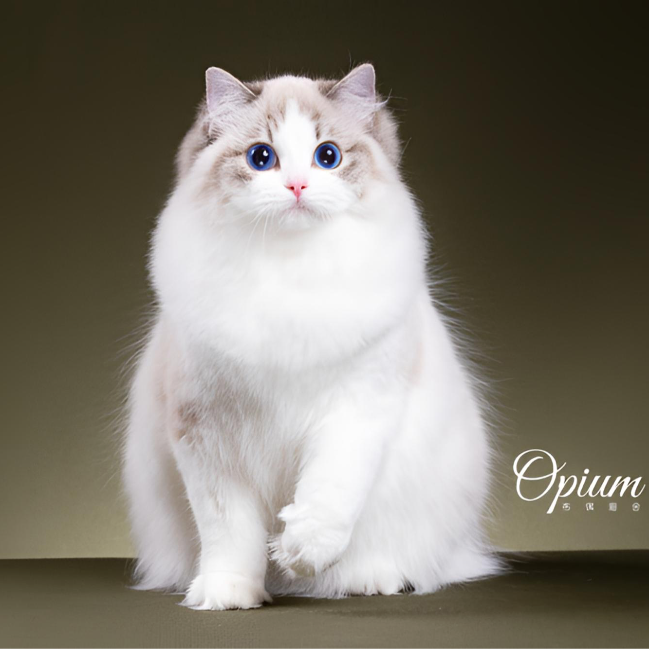 OPM 小贝拉 经典海山双色布偶妹妹