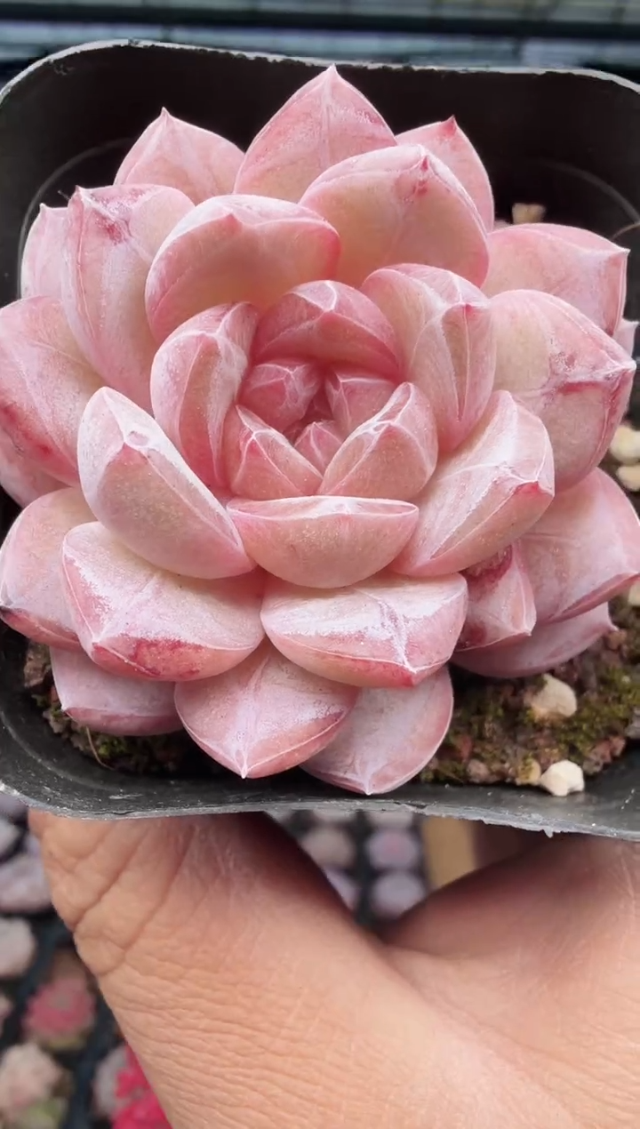 东云多肉园新款-461