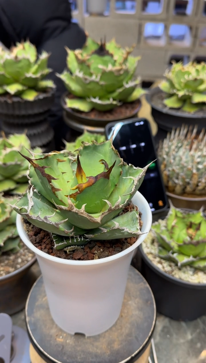 【闪购商品】螃蟹仁王冠龙舌兰